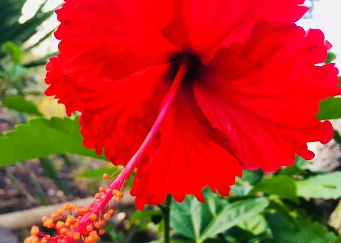 El Bali